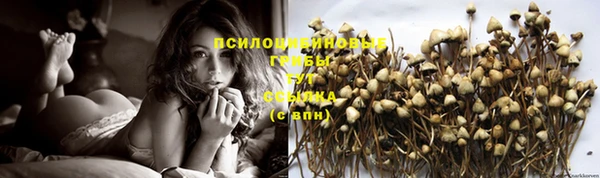 apvp Алзамай